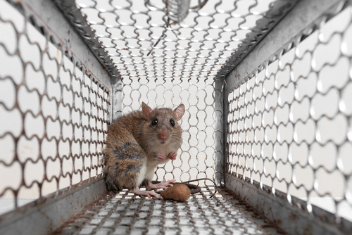 Rats-In-Crawl-Space-Bellevue-WA