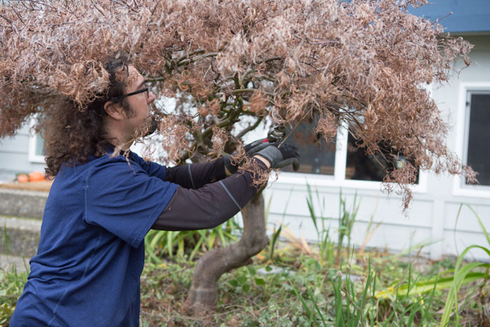 Arborist-Tacoma-WA