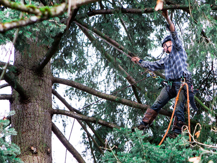 Certified-Arborist-Tacoma-WA