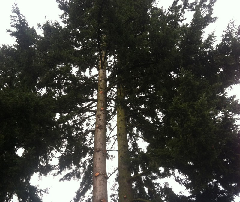 Tree-Removal-Enumclaw-WA