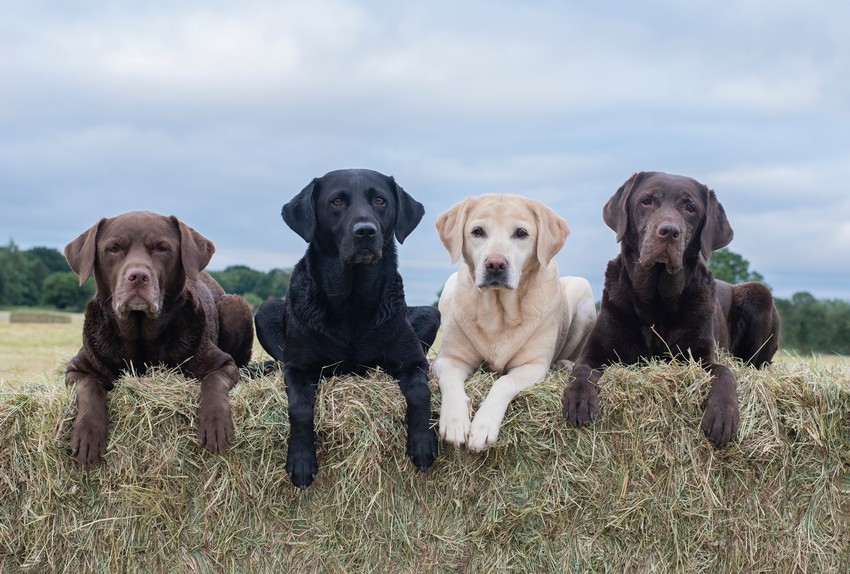 Labradors-Reno-NV