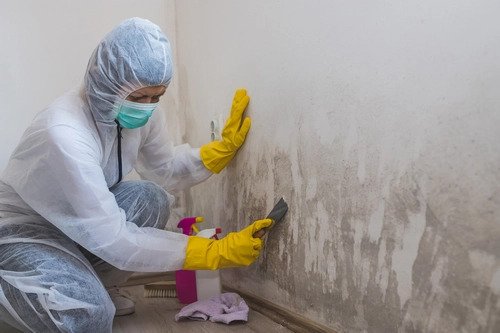 Mold-Cleanup-North-Marysville-WA