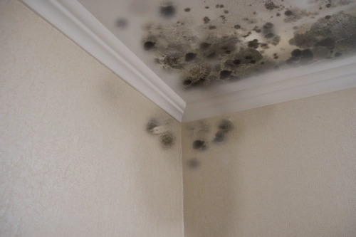 Mold-Remediation-North-Marysville-WA