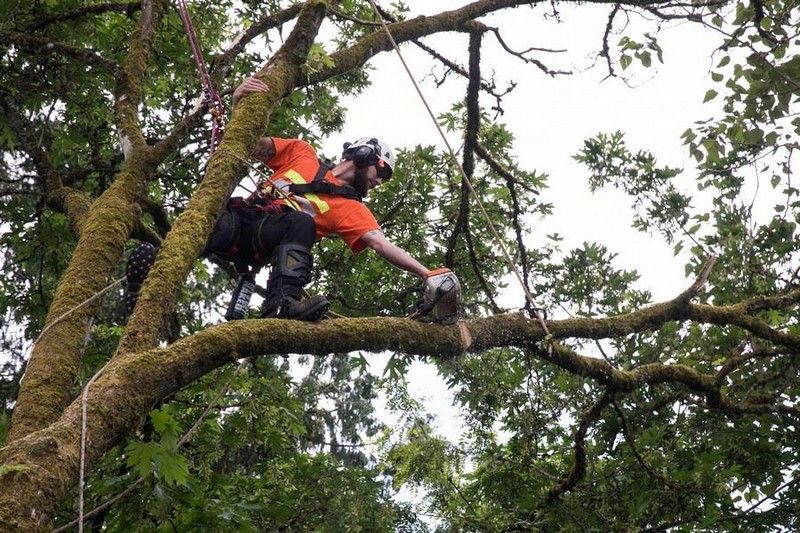 Experienced Fife arborist in WA near 98424