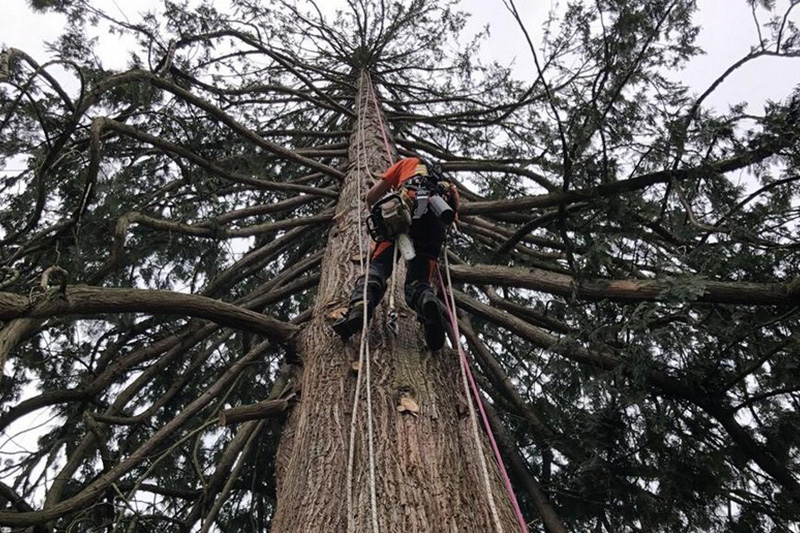 Best Fife certified arborist in WA near 98424