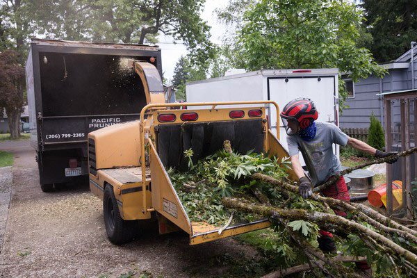 Professional Fife tree care in WA near 98424