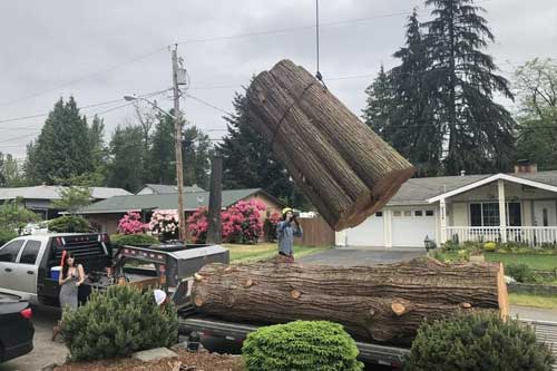 Auburn large tree removal specialists in WA near 98002