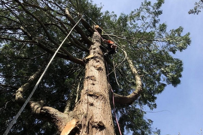 Covington large tree removal specialists in WA near 98042