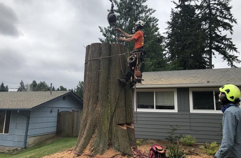 Expert Des Moines large tree removal in WA near 98198