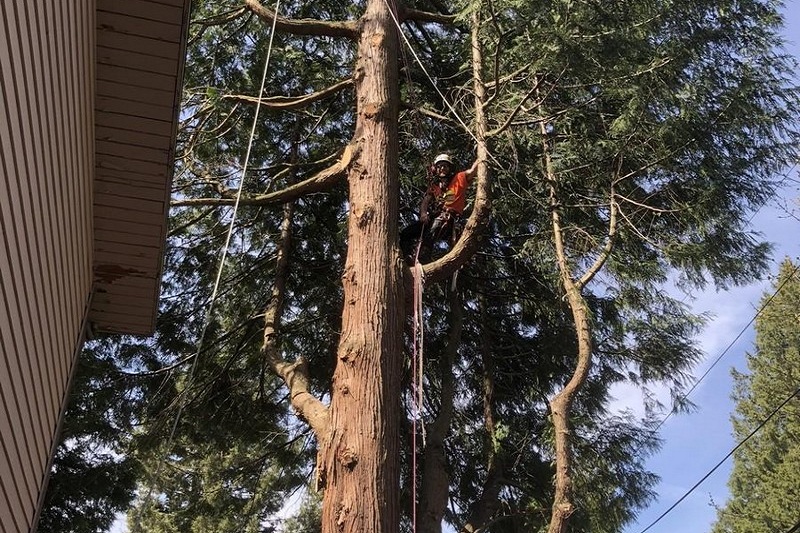 Tacoma large tree removal specialists in WA near 98404