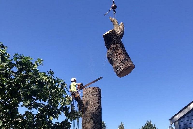 Des Moines tree removal team in WA near 98198