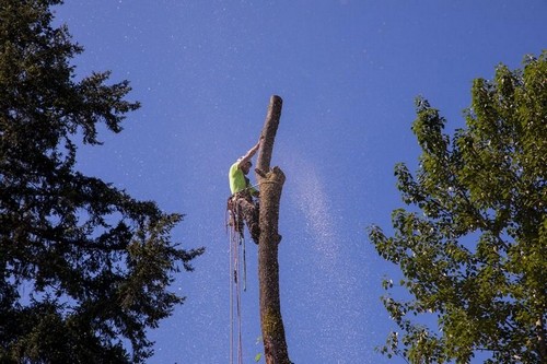 Local Auburn tree removal service in WA near 98002