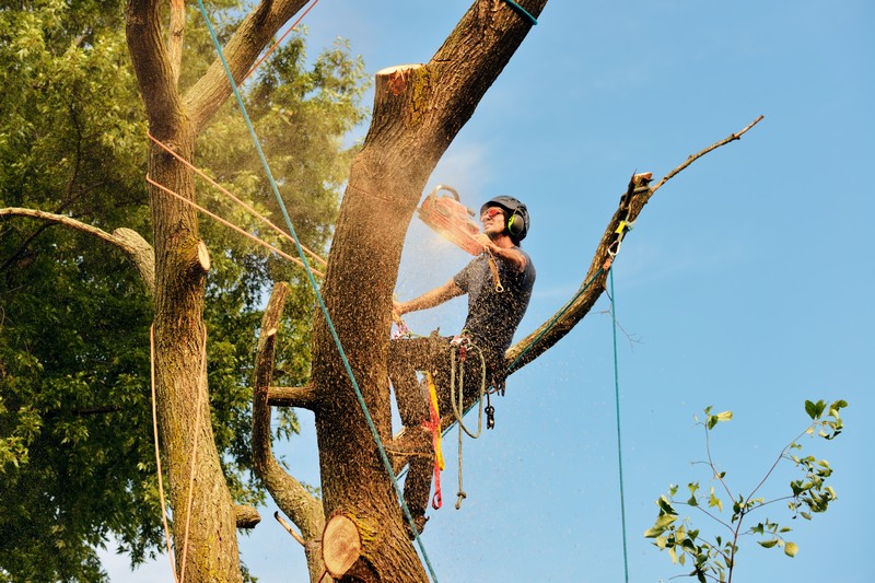 Dependable Covington tree removal service in WA near 98042