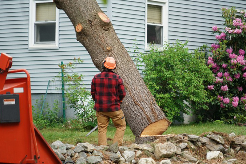 Local Des Moines tree removal service in WA near 98198