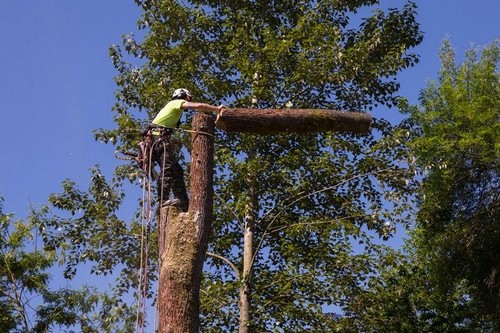 Dependable Kent tree removal service in WA near 98030