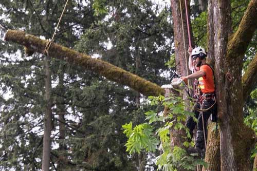 Local Tacoma tree removal service in WA near 98404