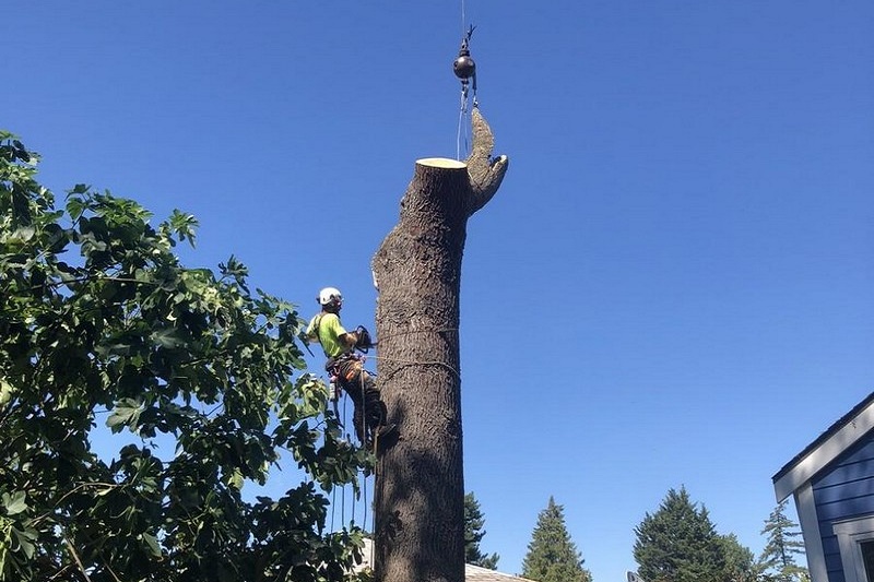 Tacoma tree removal team in WA near 98404