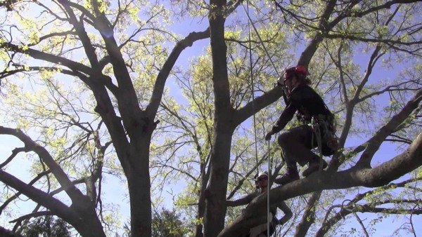 Local Covington tree trimming company in WA near 98042