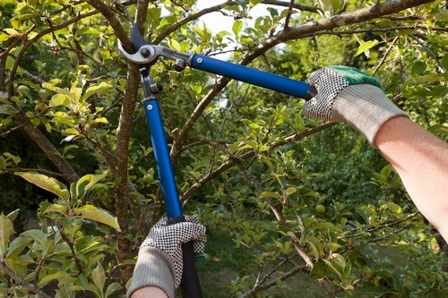 Covington tree trimming specialists in WA near 98042