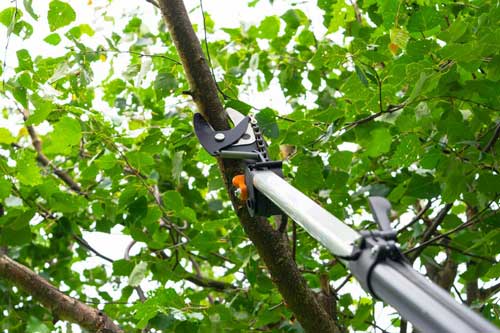 Federal Way tree trimming expertise in WA near 98023