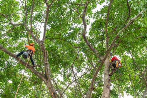 Reliable Covington tree trimming service in WA near 98042