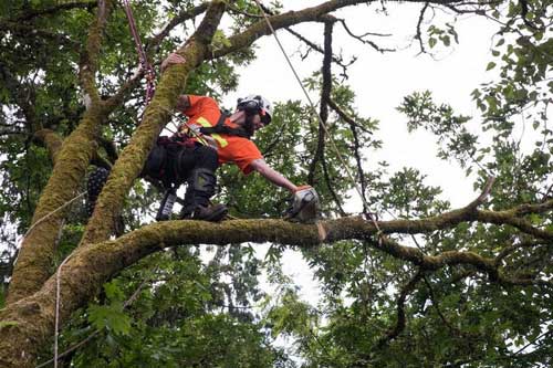 Expert Des Moines tree trimming service in WA near 98198