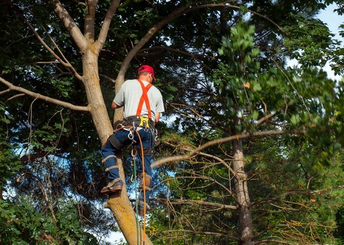 Expert Federal Way tree trimming service in WA near 98023