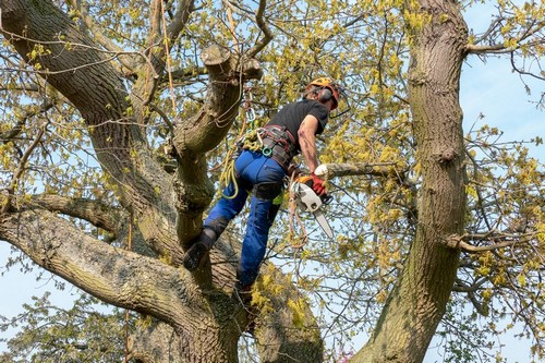 Reliable Kent tree trimming service in WA near 98030