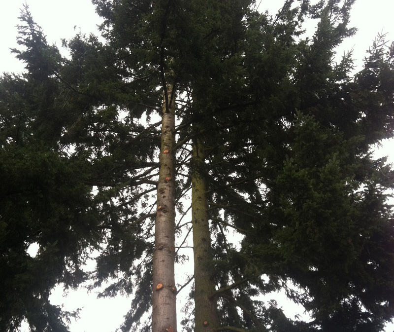 Enumclaw Tree Removal