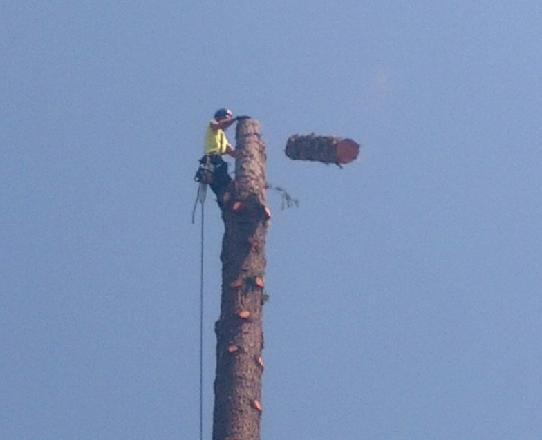 Enumclaw Tree Trimming