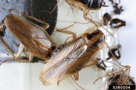 Seattle Pest Control Company