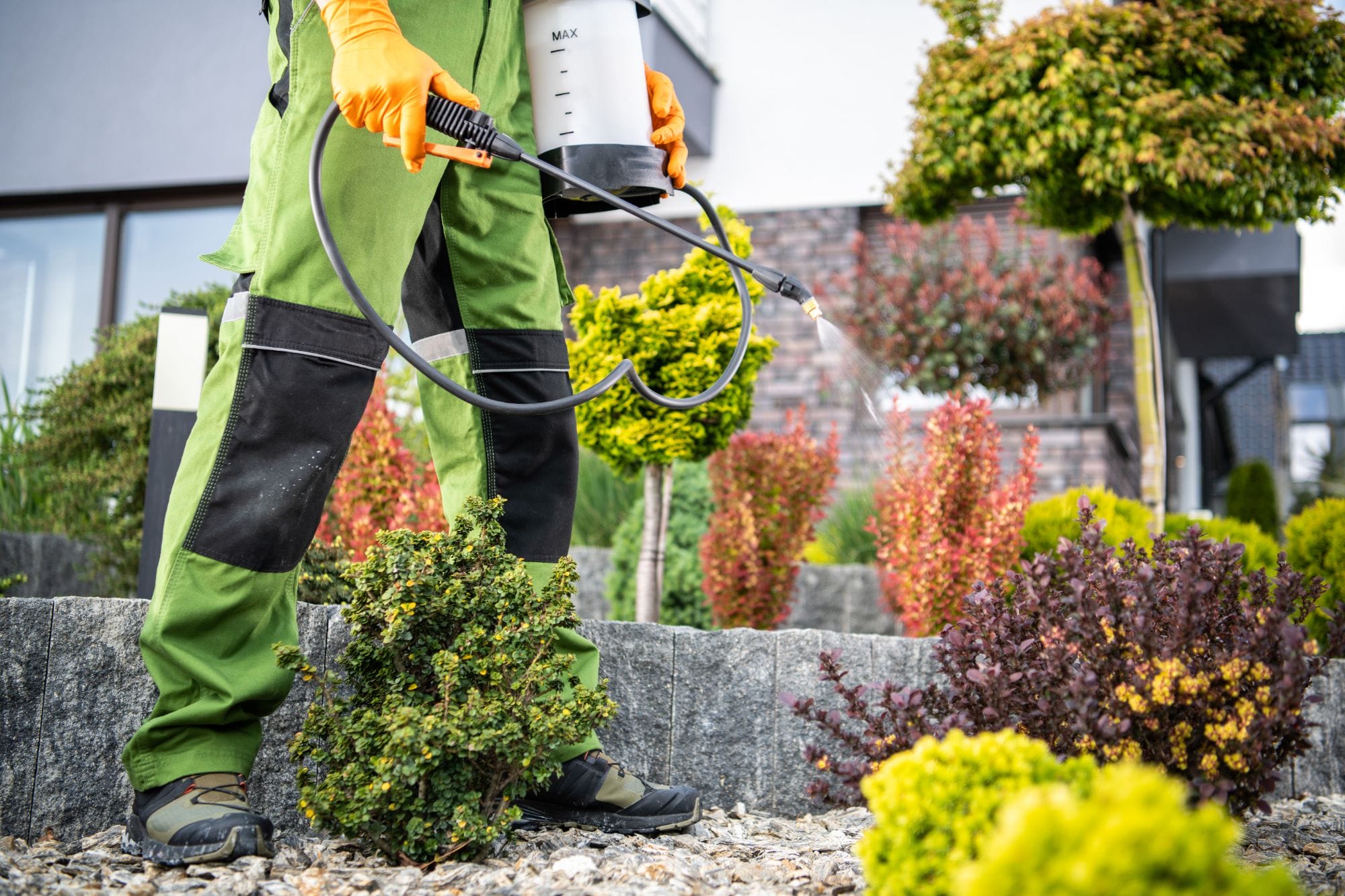 Long Beach Pest Control Services