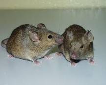 Seattle Pest Exterminator