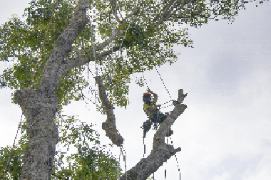 Tacoma Tree Maintenance