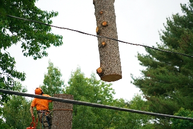 Tacoma Tree Removal