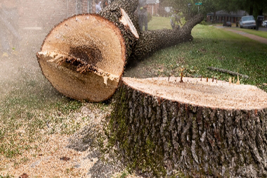Tacoma Tree Service