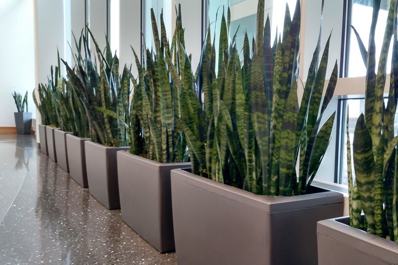 Office Plant Leasing Milwaukee