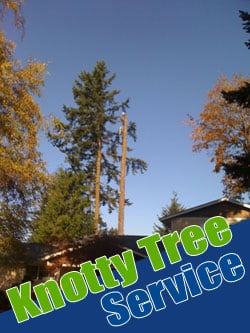 Tree Care Tacoma