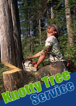 Tree Removal Tacoma