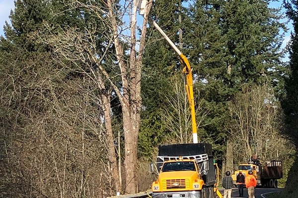 Tree Removal Tacoma