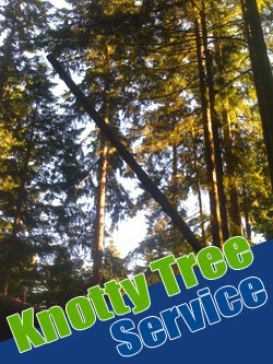 Tree Service Tacoma