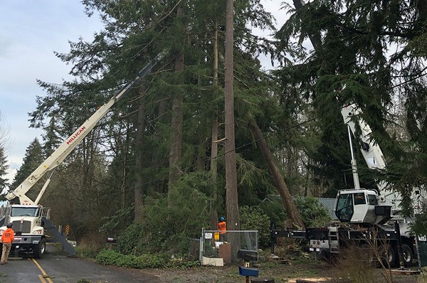Tree Trimming Tacoma
