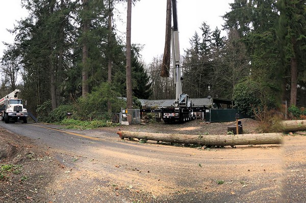 Tree Service in Tacoma